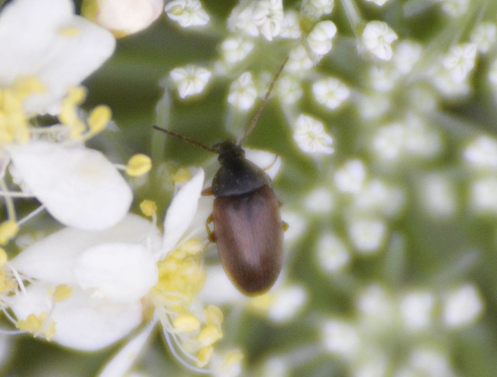 Isomira sp., Tenebrionidae